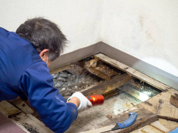 Best Mold Testing  in Kenai, AK
