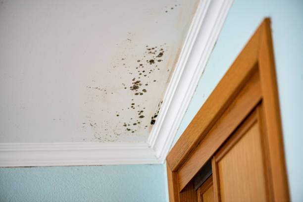 Best Mold Testing  in Kenai, AK