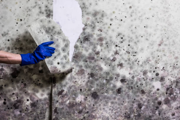 Best Mold Removal Company Near Me  in Kenai, AK