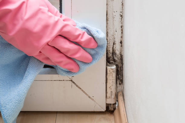 Best Crawl Space Mold Removal  in Kenai, AK