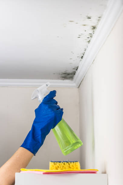 Best Attic Mold Removal  in Kenai, AK